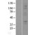Western Blot: P2Y6 Lysate [NBL1-14049] - Western Blot experiments. 
Left-Control; Right -Over-expression Lysate for P2RY6